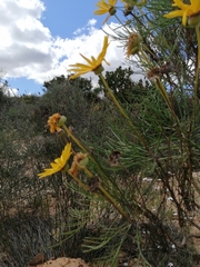 Euryops speciosissimus