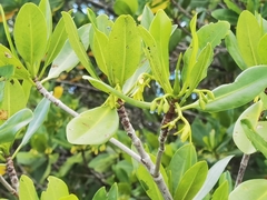 Rhizophora mangle