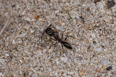 Odontomachus simillimus
