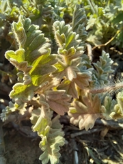 Pelargonium fulgidum