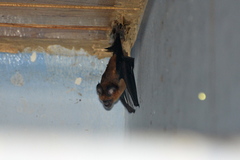 Hipposideros