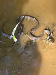 Nerodia fasciata confluens