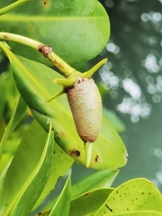 Rhizophora mangle