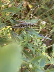 Pseudochorthippus curtipennis
