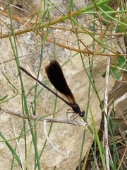 Calopteryx haemorrhoidalis