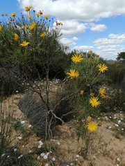 Euryops speciosissimus