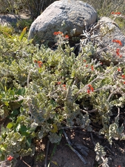 Pelargonium fulgidum
