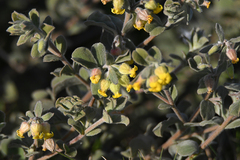 Hermannia mucronulata