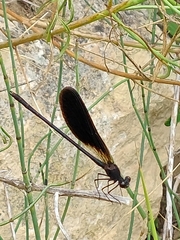 Calopteryx haemorrhoidalis