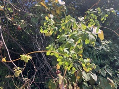 Thalictrum pubescens
