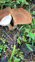 Gyroporus castaneus