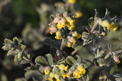 Hermannia mucronulata