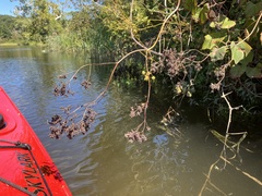 Thalictrum pubescens