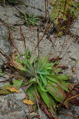 Plantago depressa