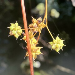 Thalictrum pubescens