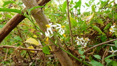 Solanum pilcomayense