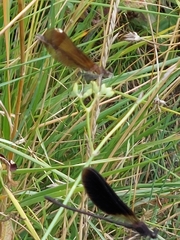 Calopteryx haemorrhoidalis