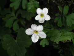 Ellisiophyllum pinnatum