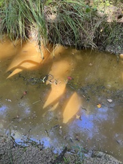 Nerodia fasciata confluens