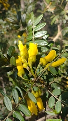 Sophora macrocarpa
