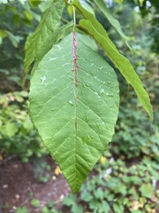 Fraxinus americana