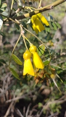 Sophora macrocarpa
