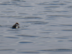 Rollandia microptera