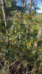 Sophora macrocarpa