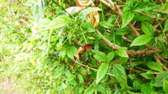 Dysdercus albofasciatus