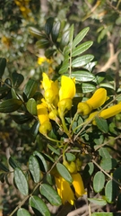 Sophora macrocarpa