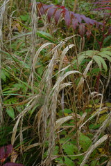 Elymus sibiricus