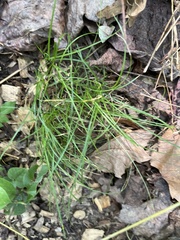 Carex rosea