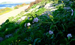 Silene saldanhensis