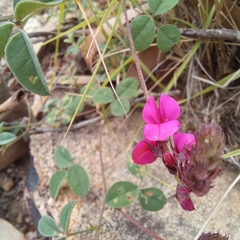 Indigofera vanzijlii