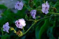 Silene saldanhensis