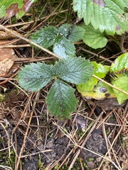 Fragaria virginiana