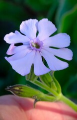 Silene saldanhensis