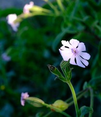 Silene saldanhensis