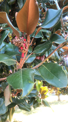 Magnolia grandiflora