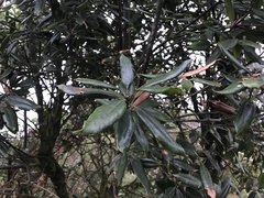 Quercus sessilifolia