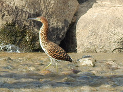 Tigrisoma fasciatum