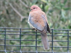 Streptopelia senegalensis senegalensis