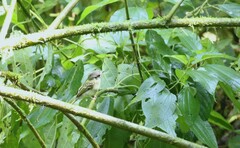 Leptopogon superciliaris