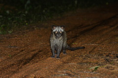 Paradoxurus musangus