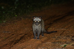 Paradoxurus musangus