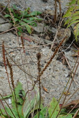 Plantago depressa