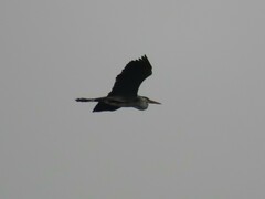 Ardea cinerea cinerea