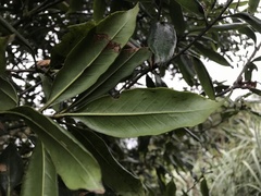 Quercus sessilifolia