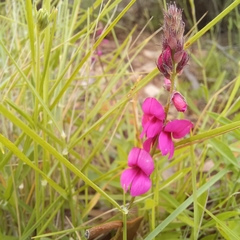Indigofera vanzijlii