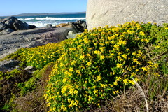Cineraria angulosa